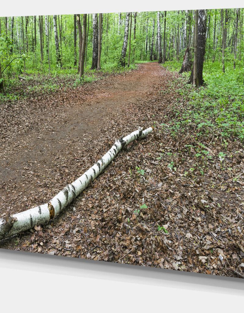 DesignQ Trunk Of Birch On The Track - Contemporary Landscape Canvas Art