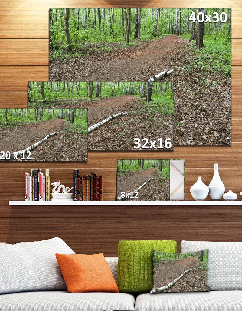 DesignQ Trunk Of Birch On The Track - Contemporary Landscape Canvas Art