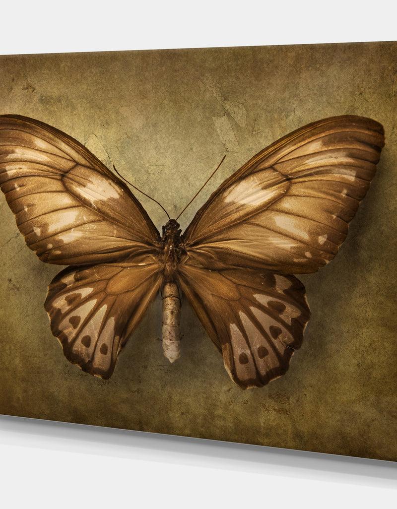 DesignQ Vintage Butterfly - Vintage Painting Print On Wrapped Canvas