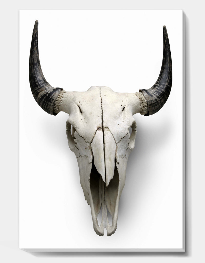 DesignQ White Cow Skull With Black Horns - Farmhouse Canvas Wall Art
