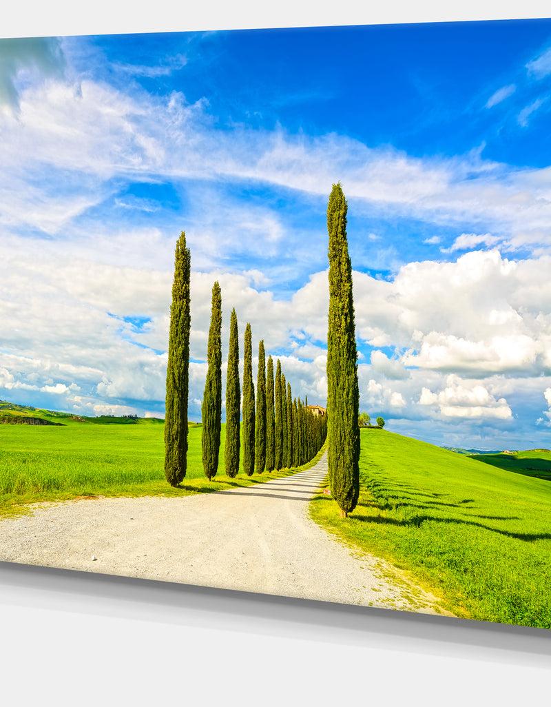 DesignQ White Road Through Cypress Trees - Oversized Landscape Wall Art Print