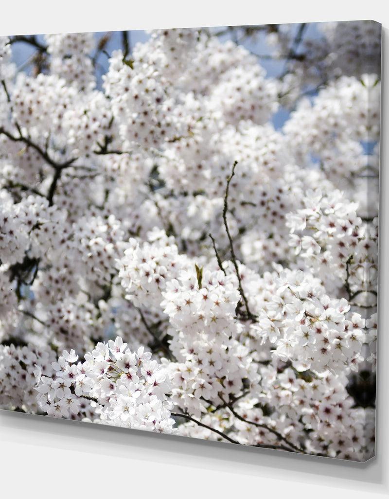 DesignQ White Spring Blossom On Blue Sky - Cottage Canvas Wall Art