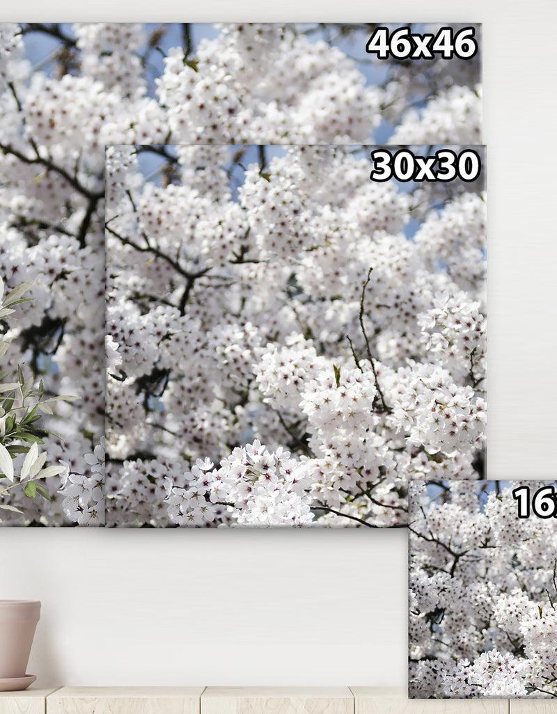 DesignQ White Spring Blossom On Blue Sky - Cottage Canvas Wall Art
