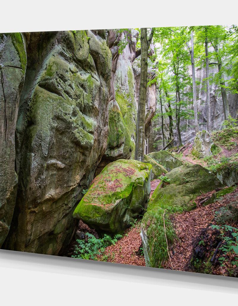 DesignQ Wild Deep Moss Forest Ukraine - Landscape Art Print Canvas