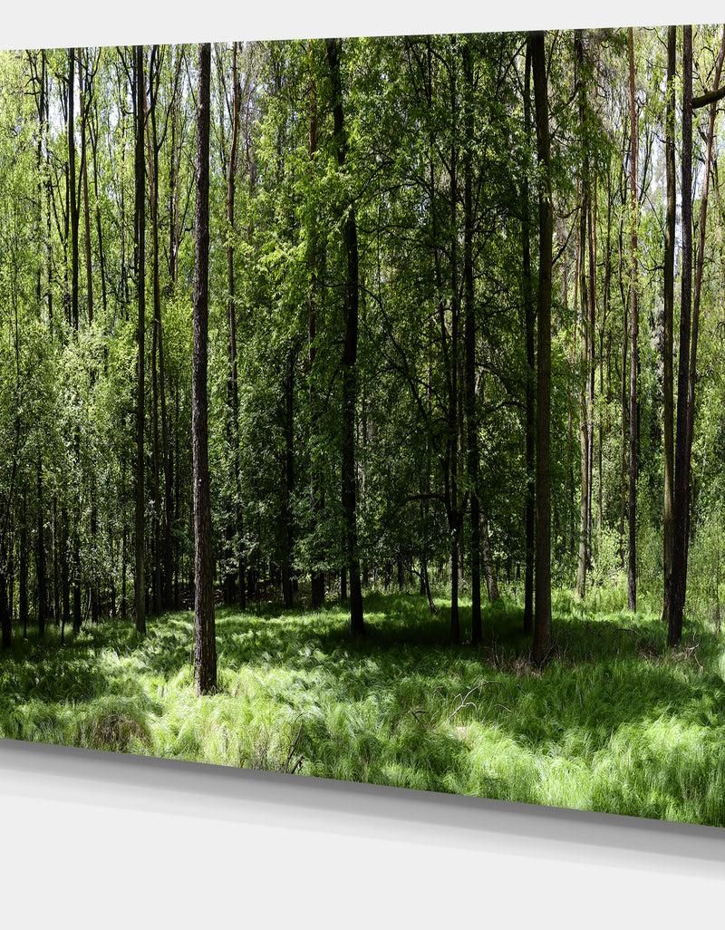 DesignQ Wild Green Forest Panorama - Oversized Forest Canvas Artwork