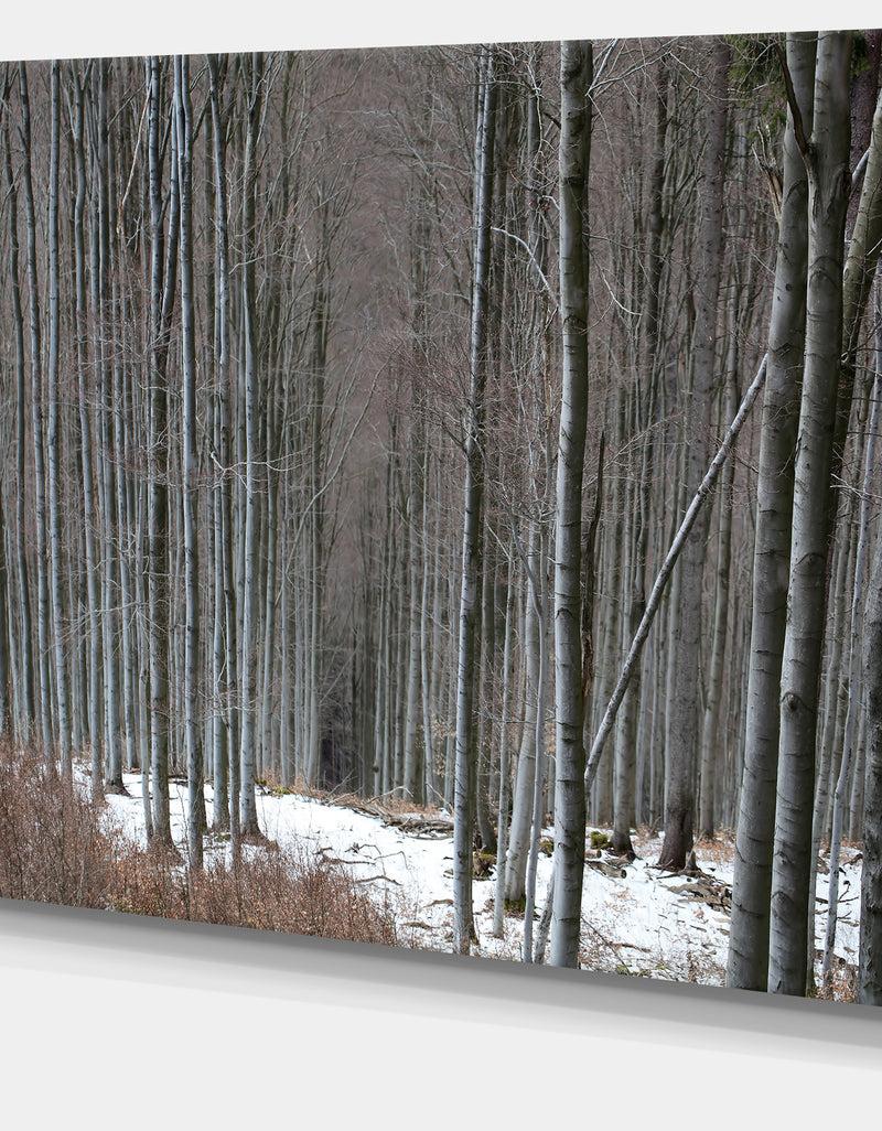DesignQ Winter Forest With Thick Trees - Large Forest Canvas Art