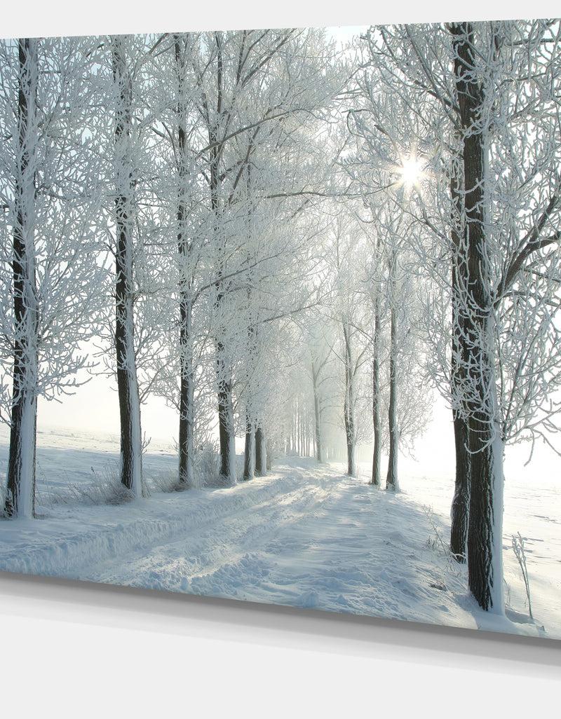 DesignQ Winter Trees Backlit By Morning Sun - Large Forest Artwork Canvas