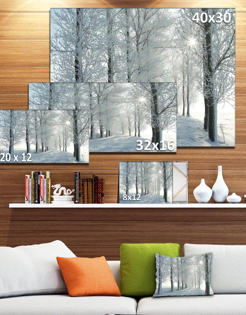 DesignQ Winter Trees Backlit By Morning Sun - Large Forest Artwork Canvas