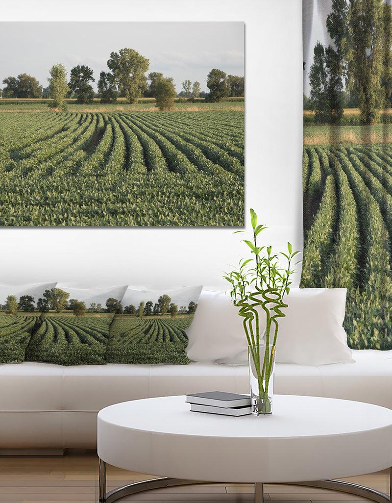 DesignQ Wisconsin Soybean Field Rows - Landscape Wall Artwork