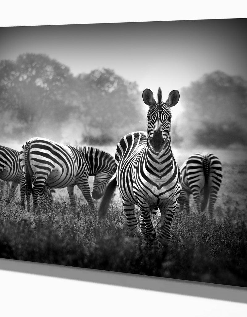 DesignQ Zebra in black and white - Africa Animals Photography on Wrapped Canvas